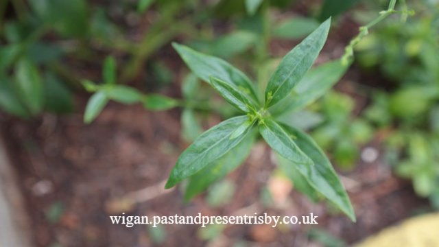 Manfaat Rutin Mengonsumsi Sambiloto bagi Kesehatan